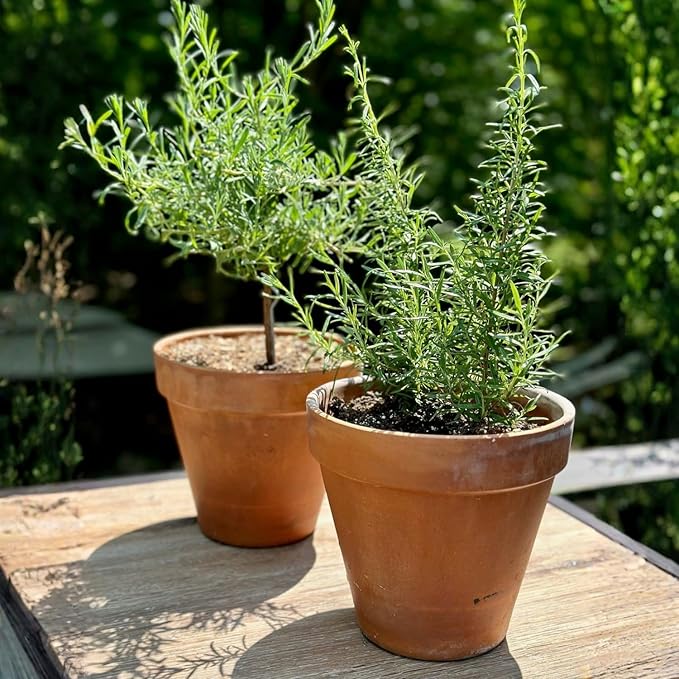 6 Blue Rosemary Plants Live, Well Rooted Starter Rosemary 4–7'' Tall, Fragrant Herb for Outdoor Growing
