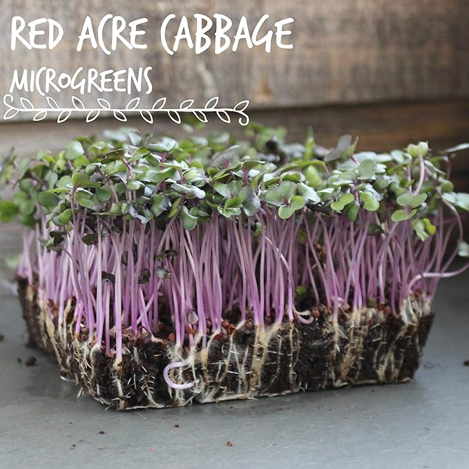 Red Acre Cabbage Microgreens & Sprouting Seeds – 4 Gram – Non-GMO, Chemical-Free – High-Germination Seeds for Nutritious Microgreens, Sprouts, Hydroponic Growing, and Indoor Gardening
