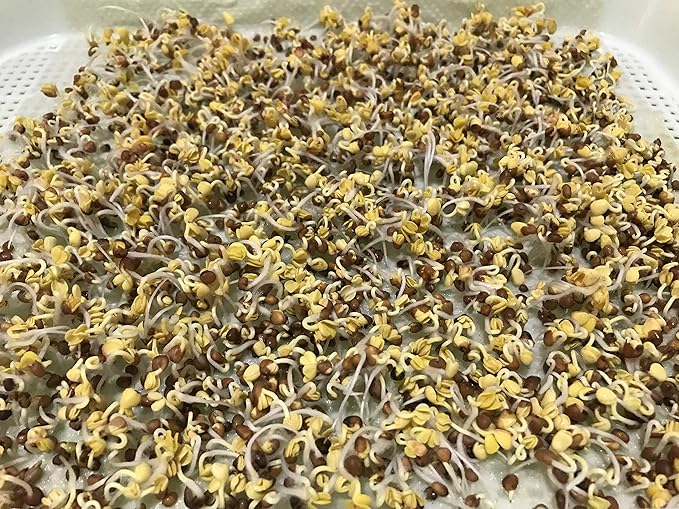 Pack of 150 pcs Germinating Growing Paper Seed Sprouter Vegetable Microgreens Planting Paper 7.8" x 11.4". Fit for Plant Germination Tray (13.4"x 9.8") Trays NOT Included