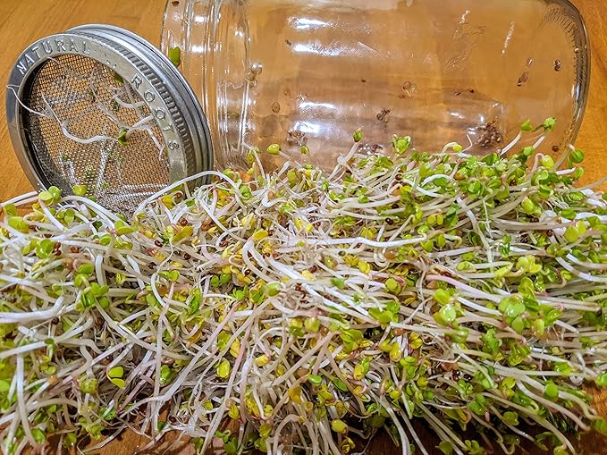 Variety Pack Sprouting Seeds Broccoli, Alfalfa, Radish, Mung beans & Salad Mix for Sprouts and Microgreens. Non-GMO. Pack of 10 premeasured seeds for quart size jars or trays. Includes 2 packs of each