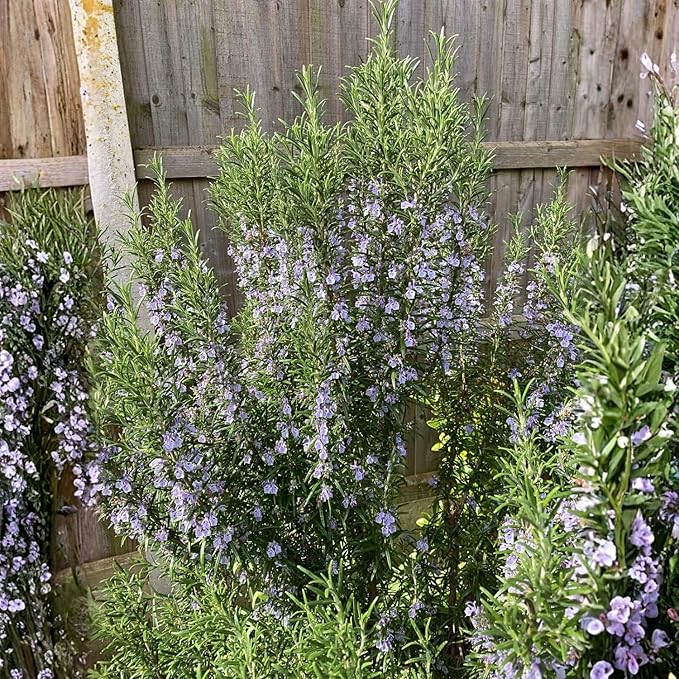6 Blue Rosemary Plants Live, Well Rooted Starter Rosemary 4–7'' Tall, Fragrant Herb for Outdoor Growing