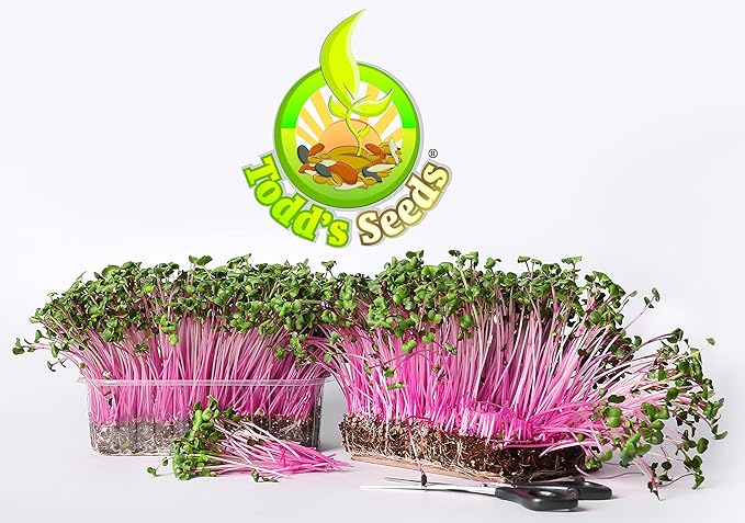 Todd's Seeds Rambo Sprouting Radish Seeds - Beautiful Red/Purple Colored Sprout, Non-GMO, Chemical Free, High Germination (1/2 Pound)